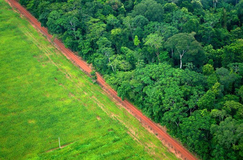 (Krmná) sója - hlavní příčina destrukce vzácných ekosystémů zejména v jižní Americe (přes 80 % savany cerrado, 90 %