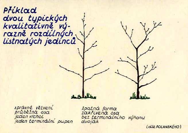 vlastnosti mlaziny a