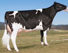 53-TW GP-8 NUMERO UNO x ROBUST x PLANET x BOLTON Amighetti Numero Uno-ET 79543 EX-9 Sandy-Valley Robust Ruby-ET 6487 EX-9 +573 + 9HO5 NEO Č. PLEM.