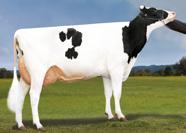 HOLŠTÝN PROVĚŘENÍ EVEN-PAR SHF CANNON-ET ROBUST x ALEXANDER x BOLTON x SHOTTLE Roylane Socra Robust-ET 649639 VG-88 Even-Par Alex Cienna-ET 6684 EX-9 GMD DOM +3 +473 9HO653 NXB 5 Č. PLEM.