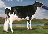 HOLŠTÝN GENOMIČTÍ SEAGULL-BAY ALAN-ET MMMM: GBM TOYSTORY ALLY-ET VG87 YODER x ALTAEMBASSY x ROBUST x PLANET Woodcrest Mogul Yoder-ET 456 EX-9 Compass-Trt Amrc AE J95-ET 337 GP-83 DOM +63 +7 9HO87 NEO