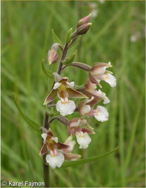 největší (Equisetum telmateia) C4 prvosenka vyšší (Primula