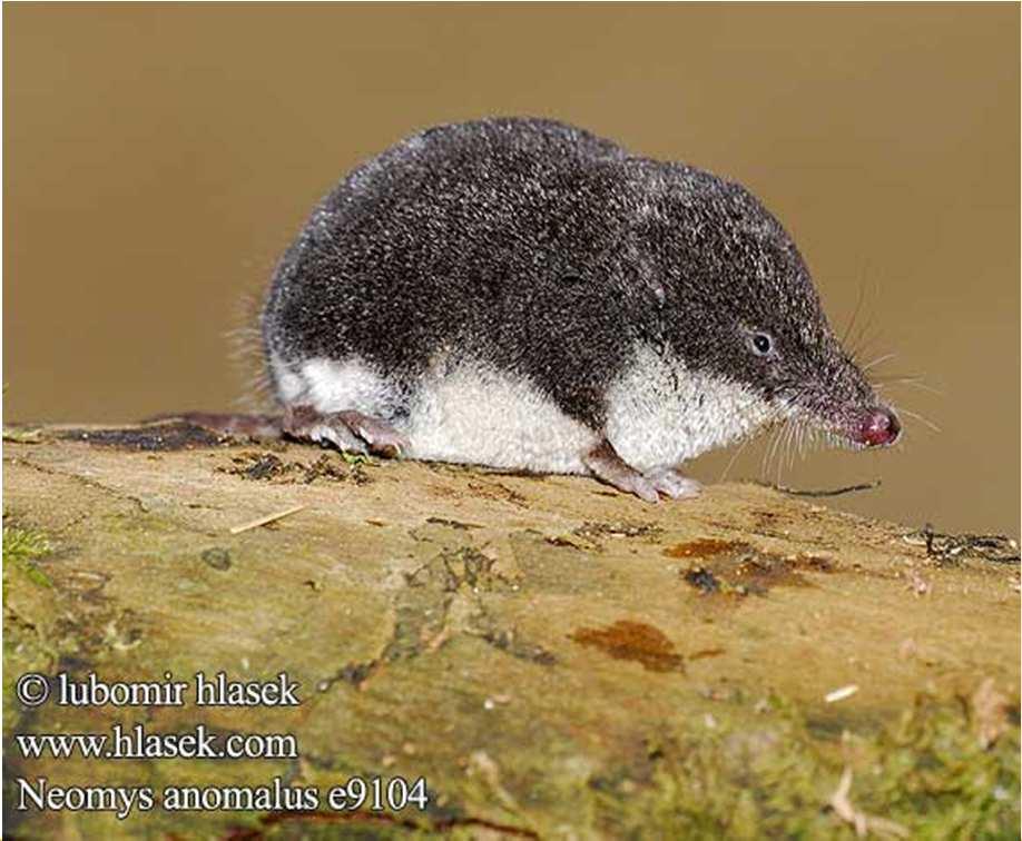 Empria baltica) oblovka hladká (Cochlicopalubricella), jantarkapodlouhlá