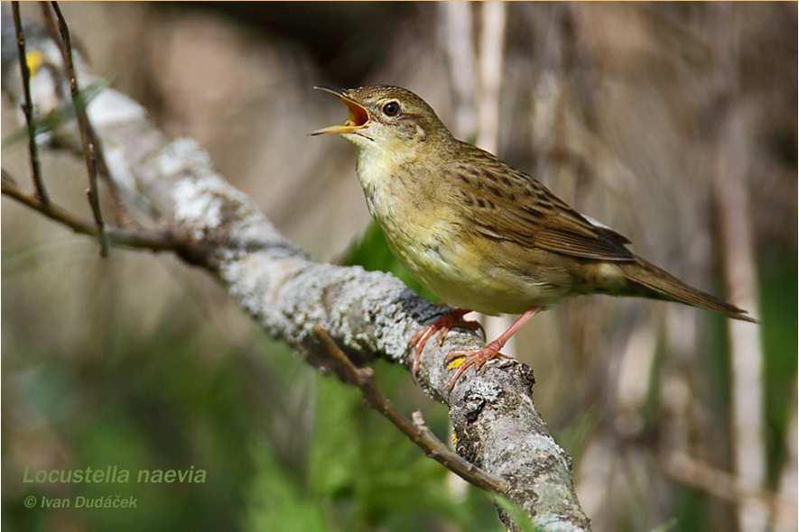 anomalus), cvrčilkazelená (Locustellanaevia) čolci (Triturus), ještěrka