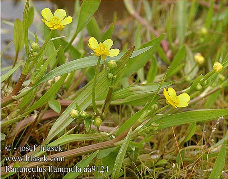 ) C1, C3 Violka bahenní (Viola palustris) Bublinatka menší