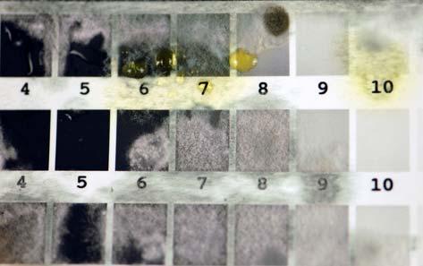 Penicillium chrysogenum Obr.