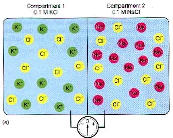 Difuzní napětí (2) Difuzní napětí v živých systémech roztoky oddělené membránou selektivně propustnou