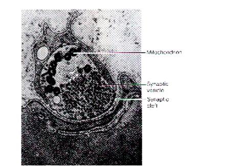 Mitochondrie