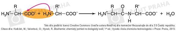 Chemické reakce AK Nejdůležitější reakce (samovolně - nikoliv): vznik peptidové vazby je třeba karboxylovou skupinu aktivovat chemickou modifikací,