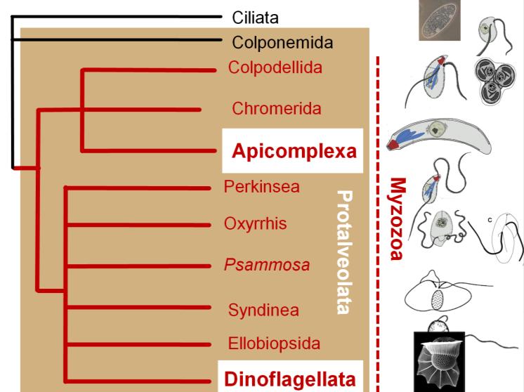 MYZOZOA PROTISTOLOGIE 2018 Tento text obsahuje veškeré informace potřebné ke zvládnutí otázek týkajících se myzozoí na zkoušce z protistologie.
