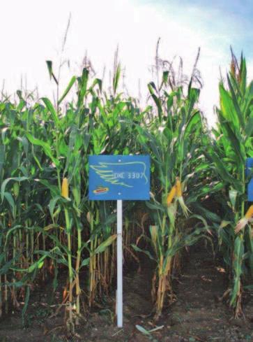 DKC3307 NENÁROčNOST A VýNOSOVÁ jistota DOPOrUčENÁ hustota výsevku DOPOrUčENé OBLASTI PěSTOvÁNí Lepší lokalita vyšší intenzita pěstování siláž 90 000 rostlin/ha horší lokalita střední až nižší