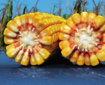 DKC3623 Vysoce ekonomický hybrid FAO ZRNO 280 Charakteristika Ranost Typ zrna Typ rostliny z pohledu dozrávání Výška rostliny raný koňský zub středně rychle dozrávající středně vysoká Přísušky 1 2 3