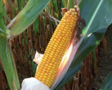 DKC3250 ENERGETICKÁ A DOKONALE STRAVITELNÁ SILÁŽ FAO Siláž 230 Charakteristika Ranost Typ zrna Typ rostliny z pohledu dozrávání Výška rostliny velmi raný/raný flint rovnoměrně dozrávající vysoká