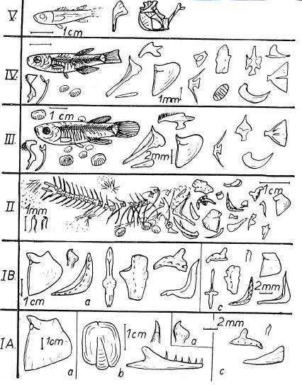 Obrázek 13: Charakteristické kosti a způsob zachování rybích asociací příslušných zón. Převzato z Obrhelové a Obrhela (1983a). IA Esox sp.