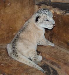 Malý lvíček potřebuje klid Plzeňská Zoo se dočkala krásné ho přírůstku. V pátek 3. listopadu v 7 30 ráno porodila své první lvíče samice lva berberského Neyla.