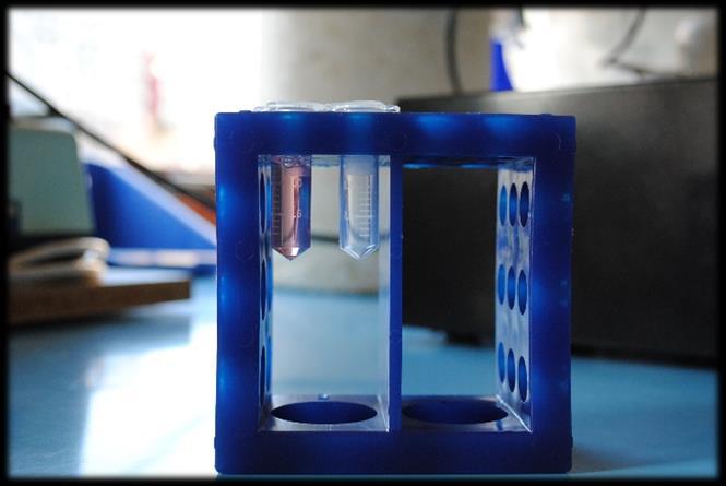 Chronologický postup činnosti: - Připravit kapacitační, fertilizační a heparinové médium. - Připravit 2 ml ependorfky: na 1 pejetu 3 ependorfky (č. 1, 2 a 3), popsat jménem býka. - Do ependorfky č.