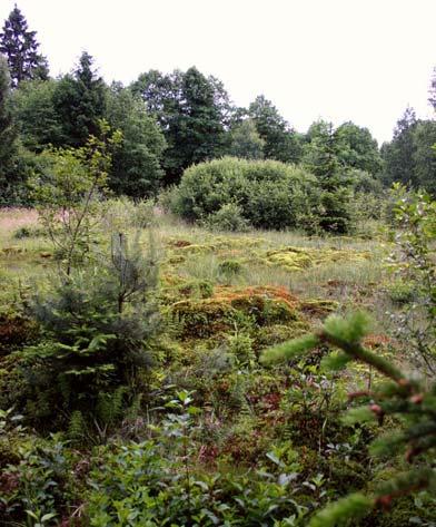 Kostelec: