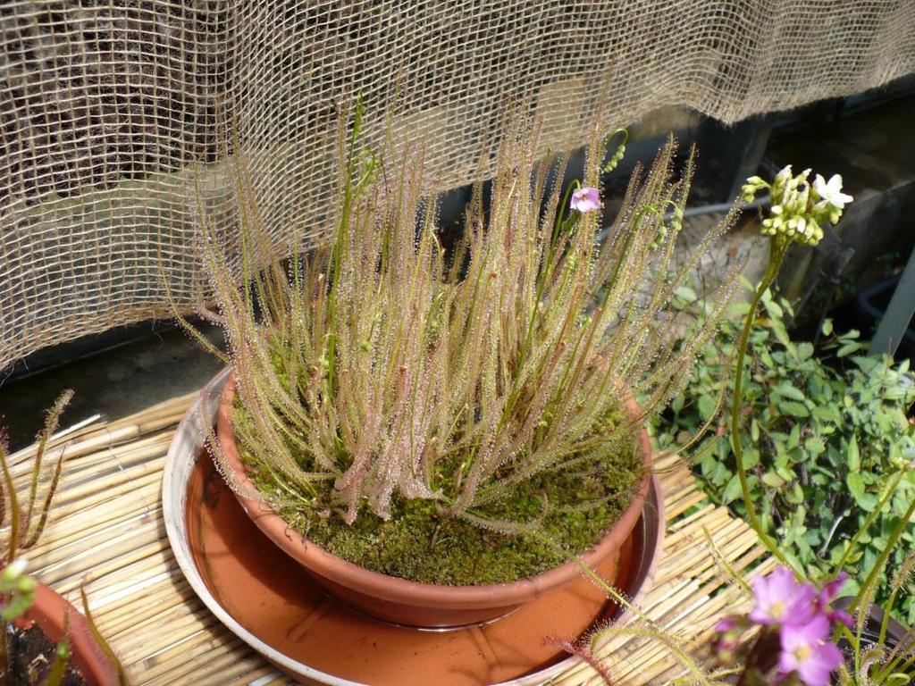 Drosera