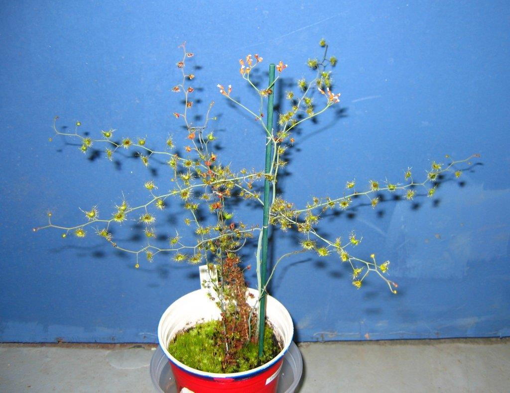 extrema Drosera gigantea