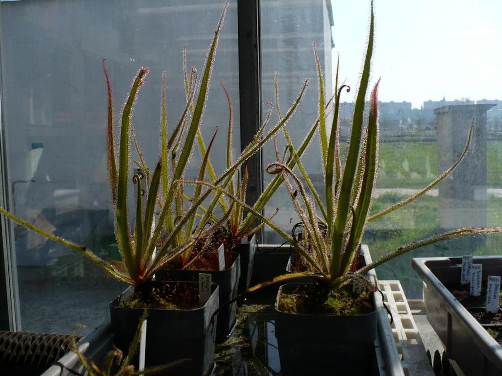 D. cistiflora www.drosophyllum.com Subg.