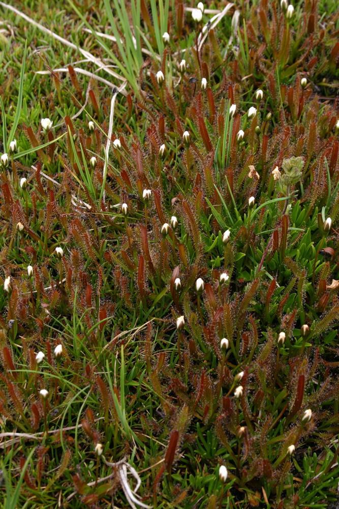 Subg. Arcturia Bazální D. arcturi a D. murfetii (polyploid?