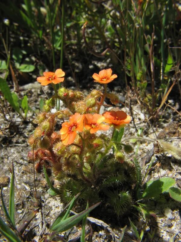 Subg. Coelophylla Drosera glanduligera (J Austrálie, Tasmánie) Drobný jednoletý