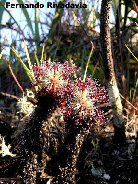 Subg. Meristocaulis Jediný druh, Drosera meristocaulis Fylogeneticky - trpasličí rosnatky (subg.