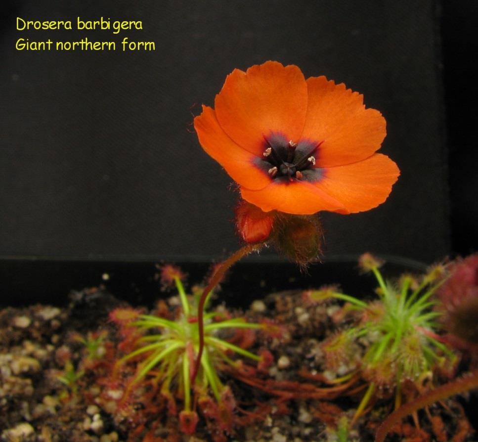 D. pygmaea Subg. Bryastrum Tzv.