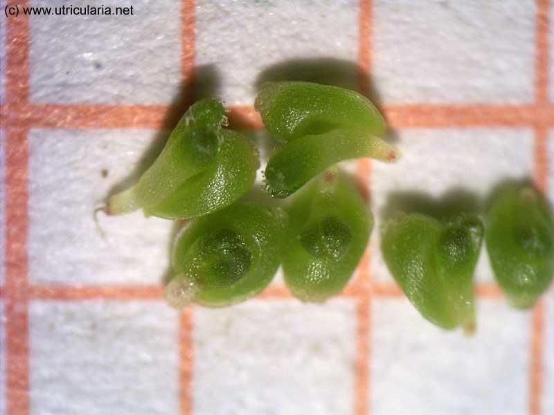 Subg. Bryastrum Suché a horké