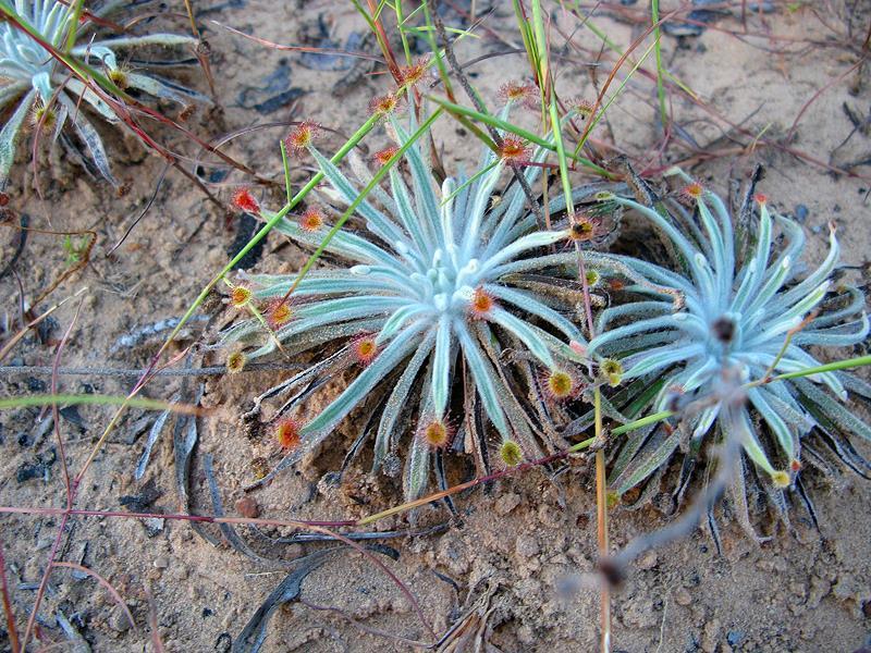 Subg. Lasiocephala Asi 14 druhů S Austrálie Horké a