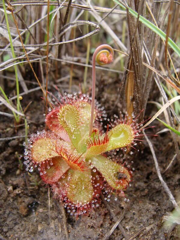 Subg. Theocalyx Dva druhy: D. burmanii (Austrálie, JV Asie) D.