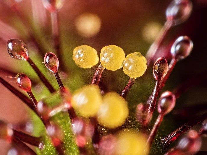 D. hartmeyerorum reflexní emergence na listech (lákání D. indica kořisti) Sect. Arachnopus - cca 11 druhů jednoletých rosnatek - Asie, Afrika, Austrálie - formálně sekce podrodu Drosera D.