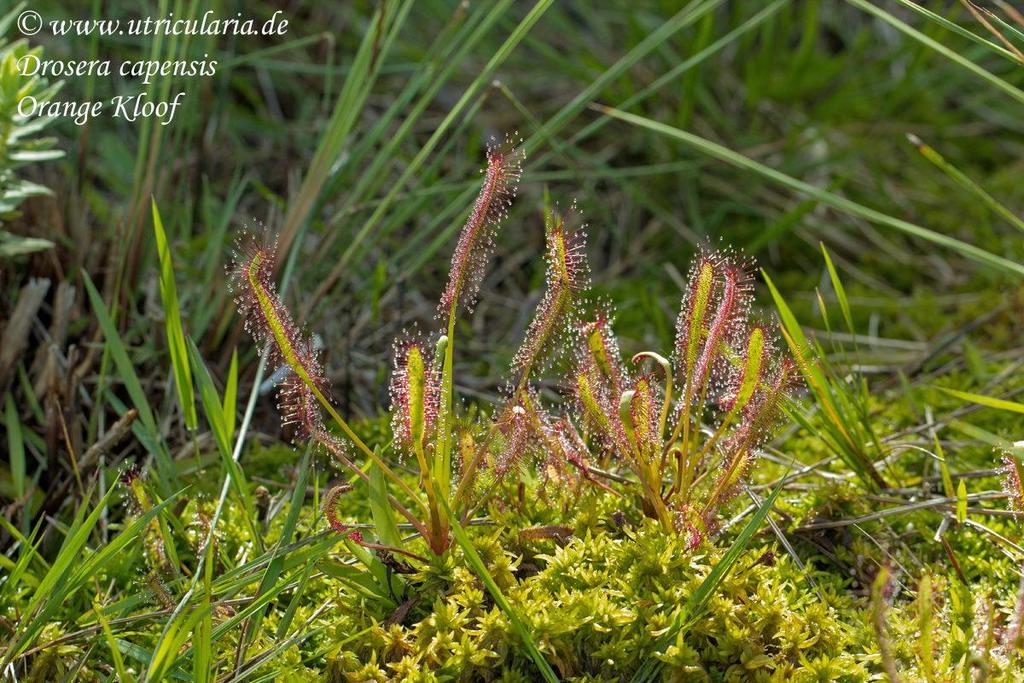 Sect. Drosera