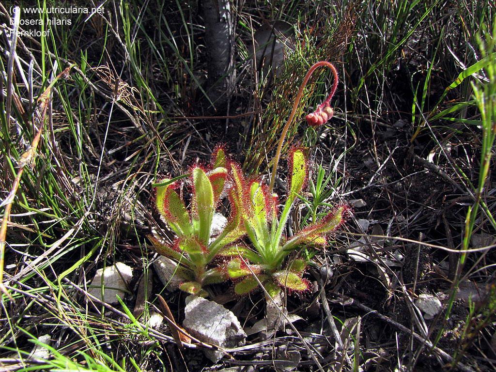 cistiflora D.