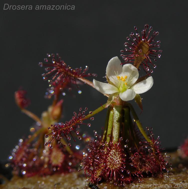 Sect. Drosera Jižní Amerika - stolové hory