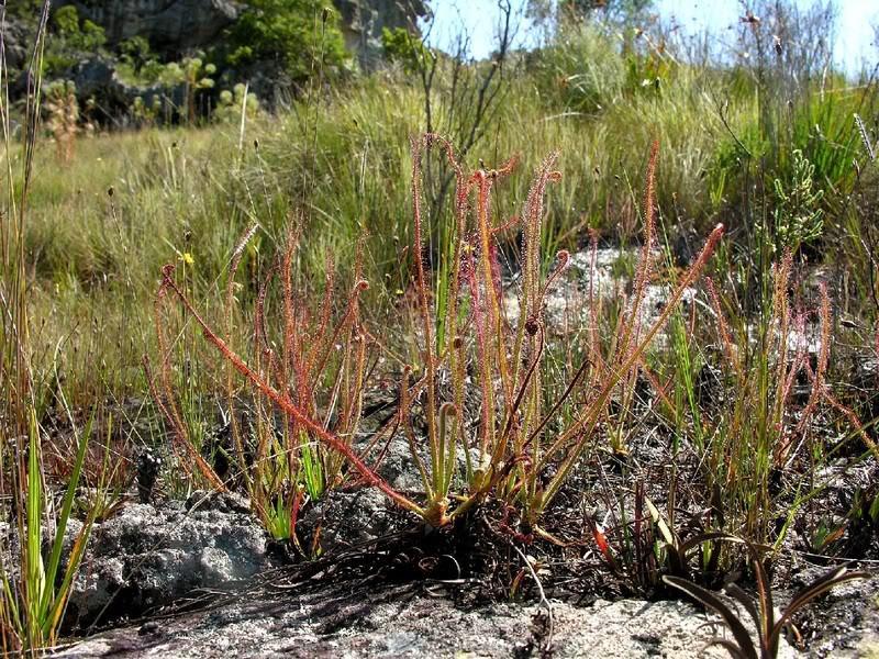 uk/uplo ader/user_uploads/drosera_rorai