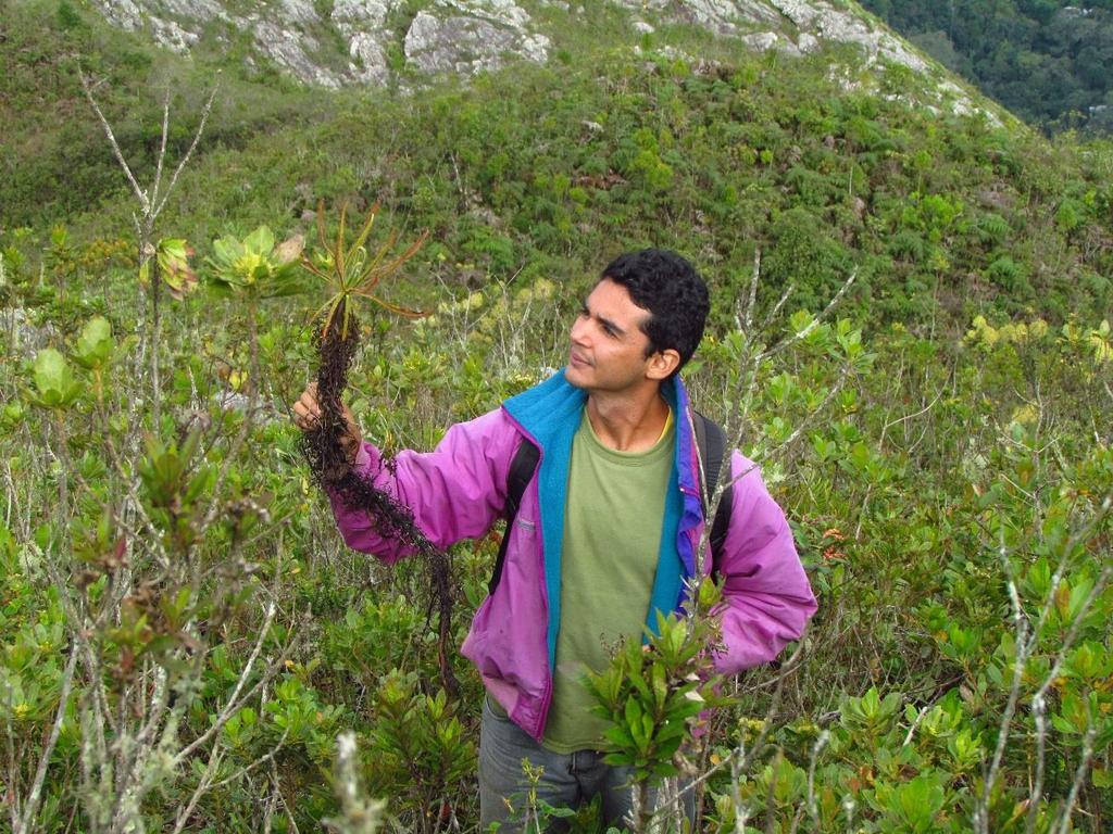 Drosera