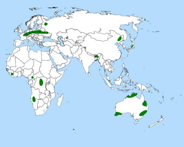 Aldrovanda Jediný vodní druh Aldrovanda vesiculosa Disjunktní areál mírný pás i tropická Afrika, wikipedia.org Asie a Austrálie (tažní ptáci?