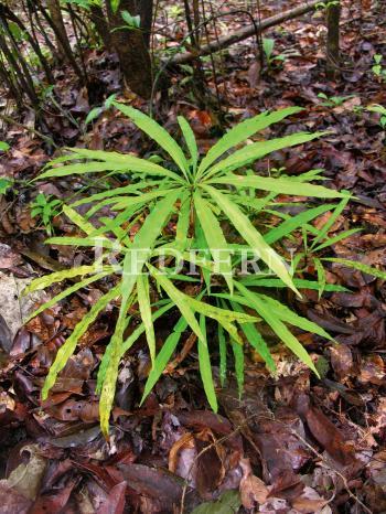 www.carnivorousplants.