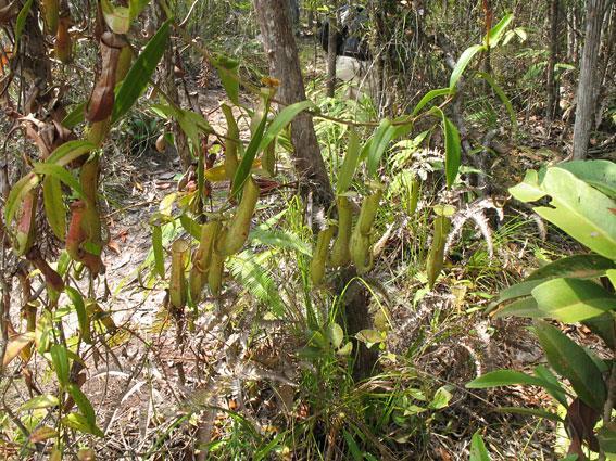 N. madagascariensis N. gracilis N.