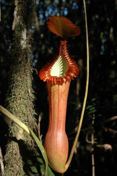 N. edwardsiana N.