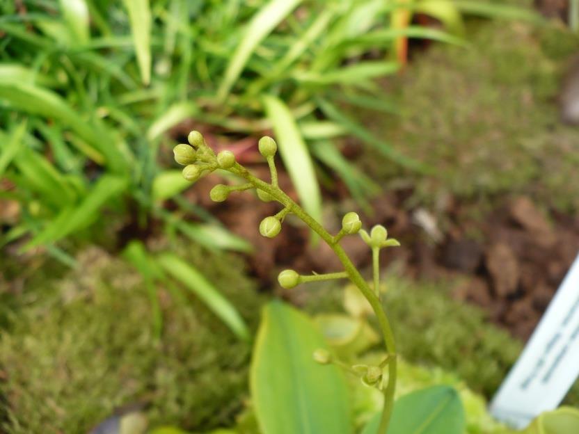 ventricosa