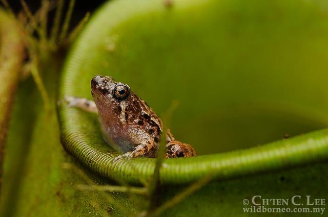 Microhyla nepenthicola
