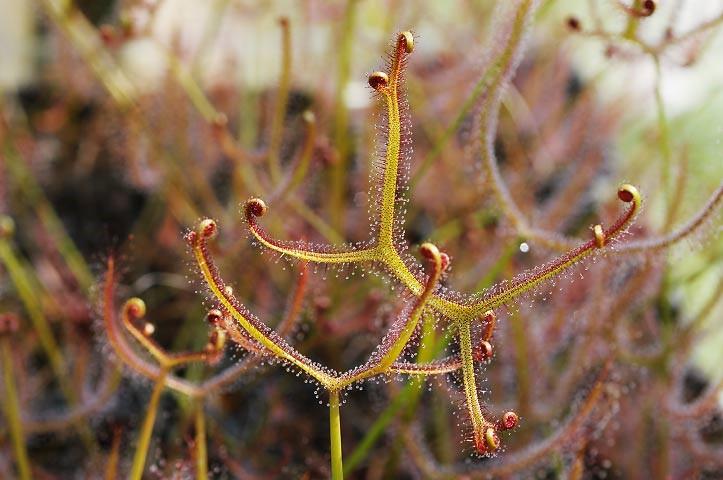 3.3.6.2 Rosnatka dvojitá (Drosera binata) Rosnatka dvojitá (Drosera binata) byla poprvé popsána v roce 1808 francouzským botanikem Sabilardierem.