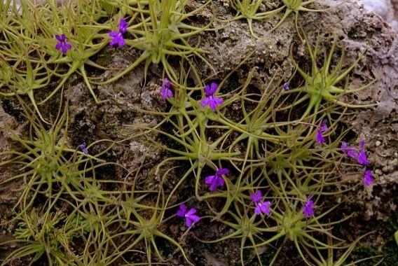 3.3.11.3 Tučnice sádrovcová (Pinguicula gypsicola) Tato tučnice se vyskytuje ve středomexickém státě San Luis Potosi na vlhkých sádrovcových skalách.