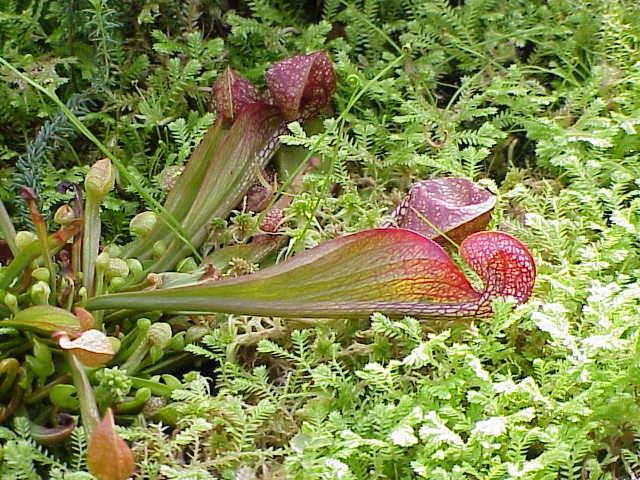 rozšíření je omezen na jihovýchodní Georgii, na sever Floridy a pohraničí Jižní a Severní Karoliny (STUDNIČKA, 2006). 3.3.12.