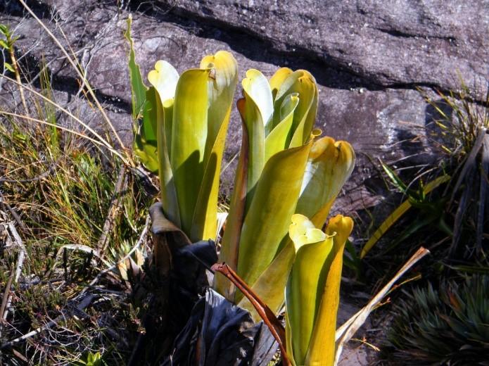 3.3.15.1 Brocchinie úzká (Brocchinia reducta) Brocchinia reducta byl první druh z čeledi Bromeliaceae, u kterého byla prokázána masožravost.