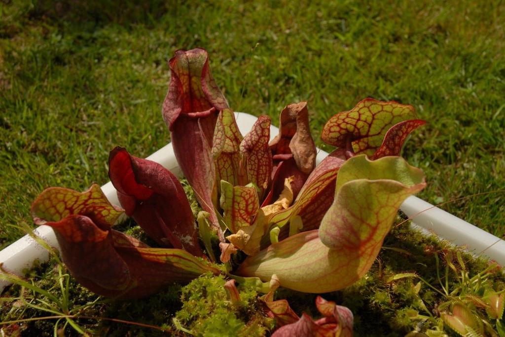 Sarracenia Sarrcenia