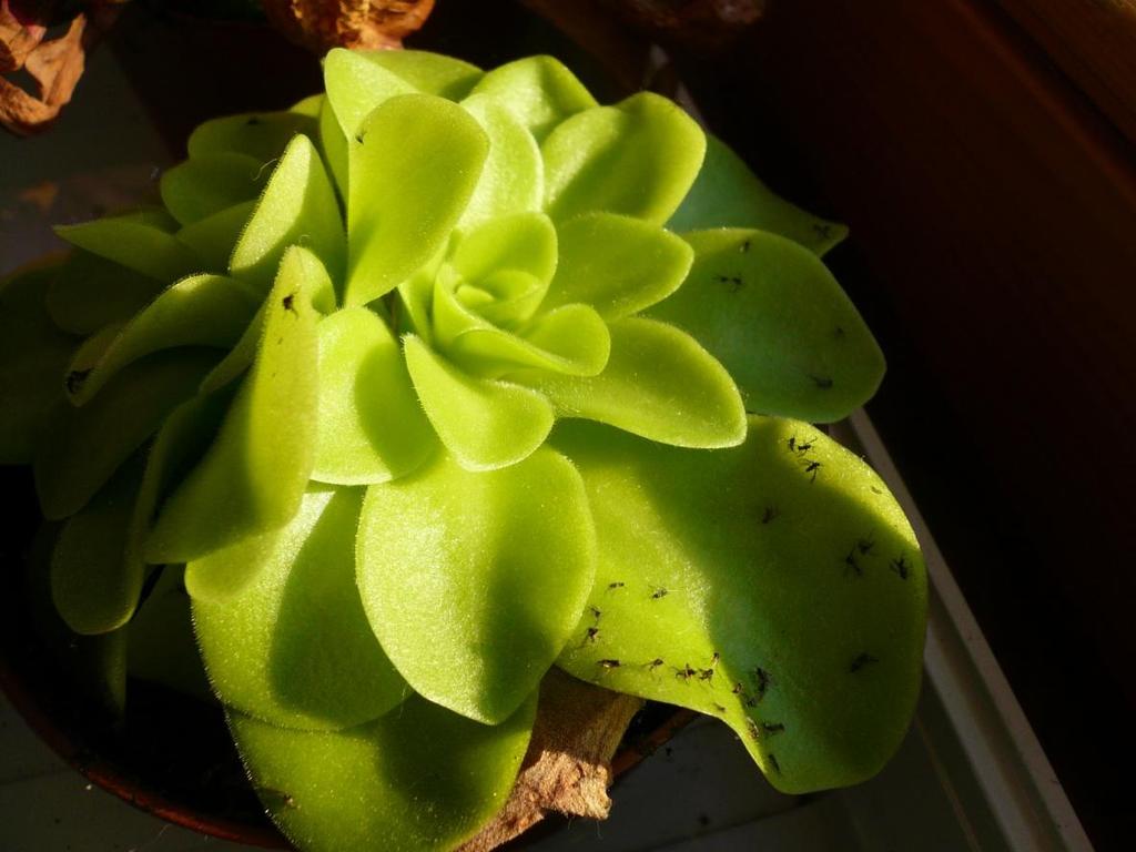 list) Lepkavý list Drosera