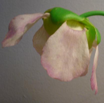 rubra)